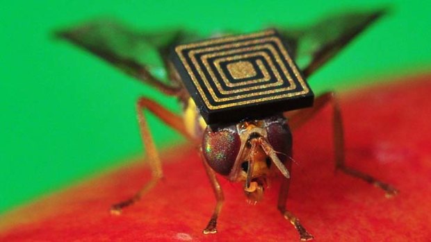 Micro sensing technology on Queensland fruit fly will help scientists manage this damaging pest.