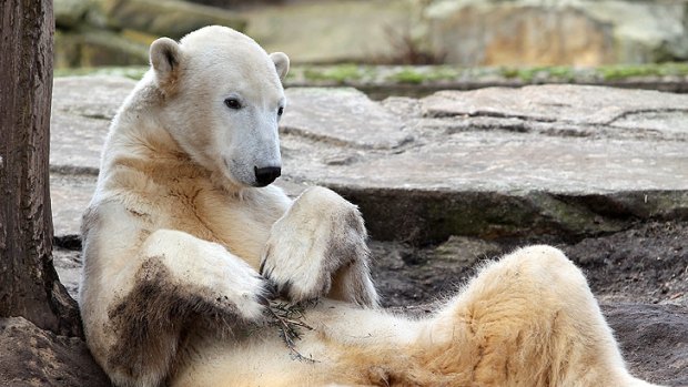 Knut's death described as ''awful''.