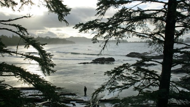A winter's evening among the pine trees and waves of Chesterman Beach