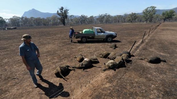 David Schmidt inspects burnt sheep on his property near Wartook. He estimates he lost between 1800 and 2000 sheep.