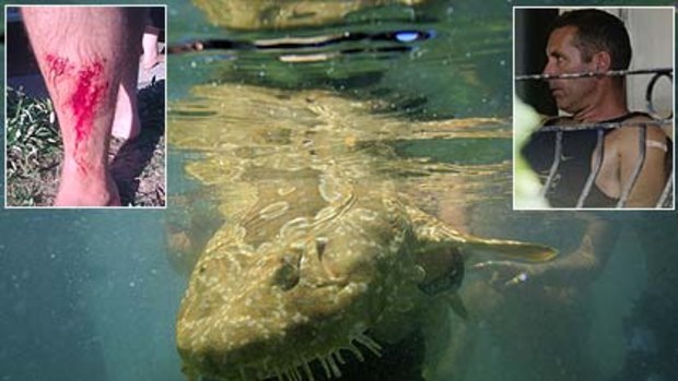 A wobbegong shark  and inset,  Paul Welsh and his gashed leg.