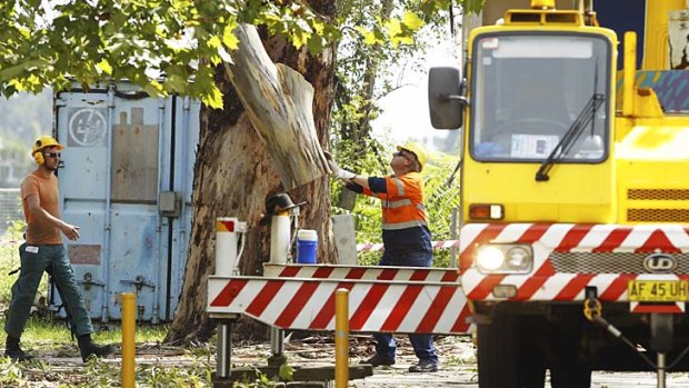 Arborists remove the tree at Pitt Town Public school.