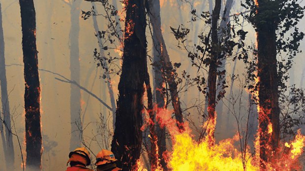 Members of Yellingbo CFA fight a bushfire in Chum Creek which resulted in saving four houses.