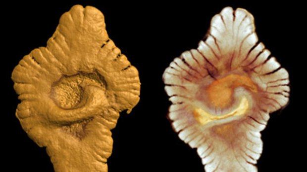 A virtual picture released by the French Sciences institute CNRS shows the external (left) and internal morphology of fossils found at a site in Gabon.