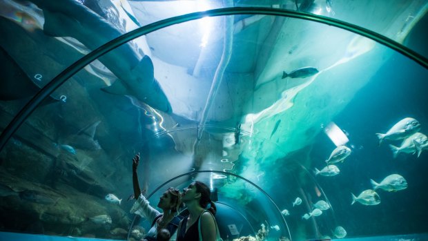Inside the Manly Sea Life Sanctuary weeks before it closed. 