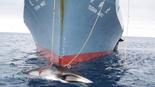 A whale is dragged on board a Japanese ship after being harpooned in Antarctic waters.