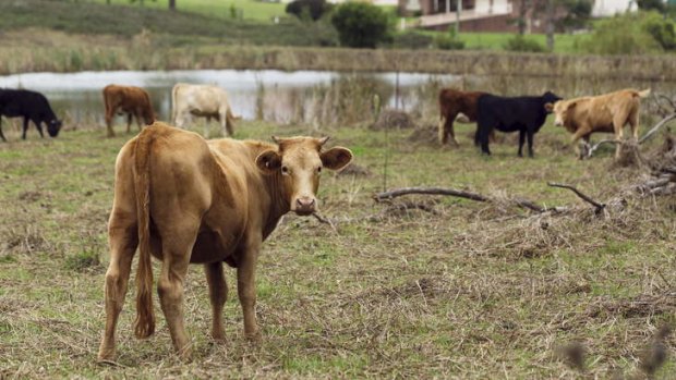 A herd life: Pockets of western Sydney parklands are being rehabilitated by drought-starved cows.