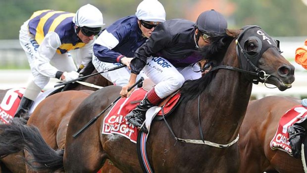 On song: Last year's Melbourne Cup winner Fiorente storms to victory at Caulfield on Saturday.