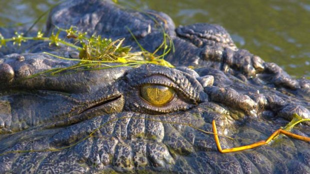 Crocodiles appear to be the new guard dogs for Queensland's drug dealers.