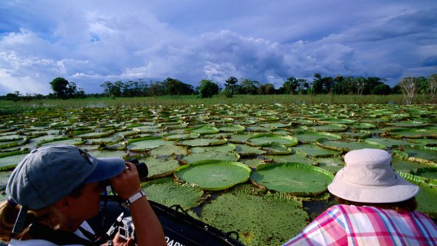 Deepest Amazon ... giant water lillies.