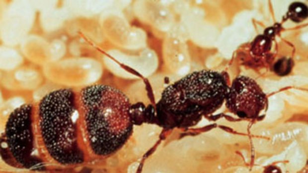 Fire ants are among pests that may be spread by last week's flooding. Photo: Reuters