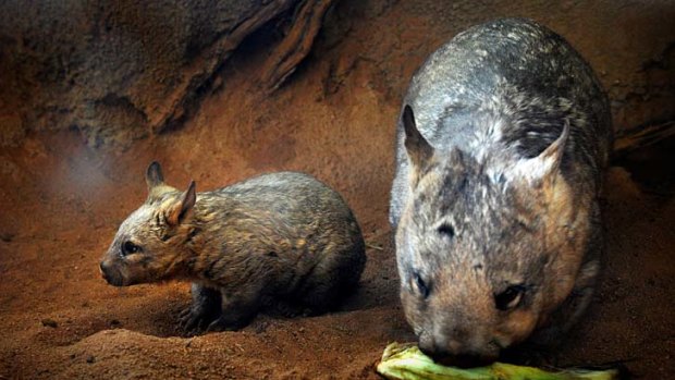 Hairy-nosed Wombats