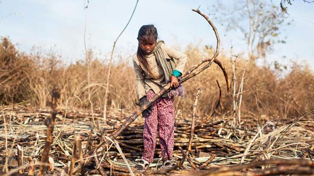 Young: School-aged children have been photographed working in the sugar plantation in potential breach of the international convention on child labour.