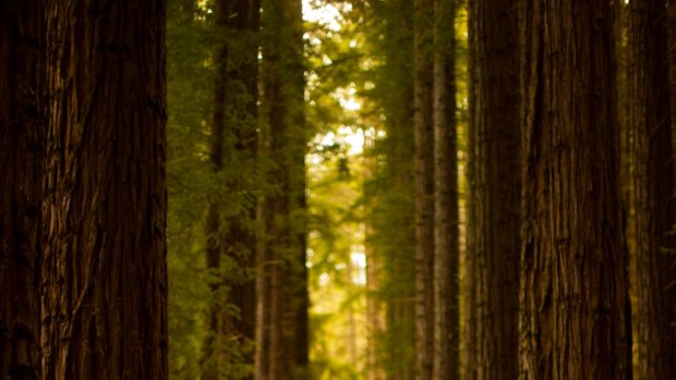 East Warburton Redwood Forest.
