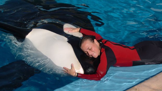 Loved the animals  like her children ... whale trainer Dawn Brancheau performing at SeaWorld, where she was dragged under by a killer whale and drowned.
