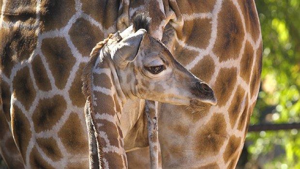 Perth Zoo's baby giraffe has been named.