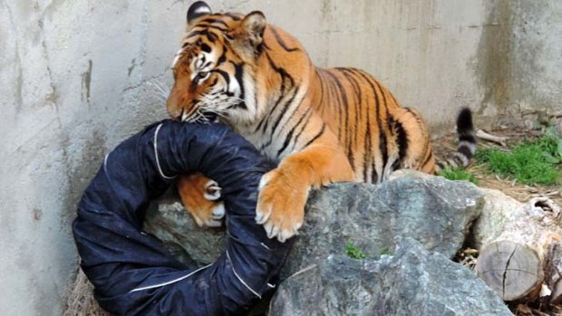 Rip it good: A tiger plays with a denim-covered tire at the Kamine Zoo in Hitachi, Japan.