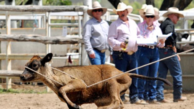 Calf roping at the Townsville Rodeo. Photo supplied by Animals Australia.