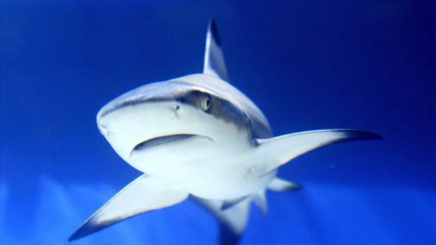 Marine biologists say there is little research into the causes of shark attacks but point to several possibilities, all linked to humans themselves.