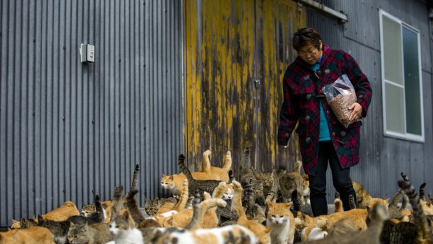 Feeding time: Cats crowd around a city official as she carries a bag of food to the designated feeding place.
