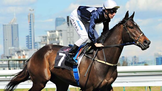 So close: The highly rated Vigor controversially missed out on a Melbourne Cup start.