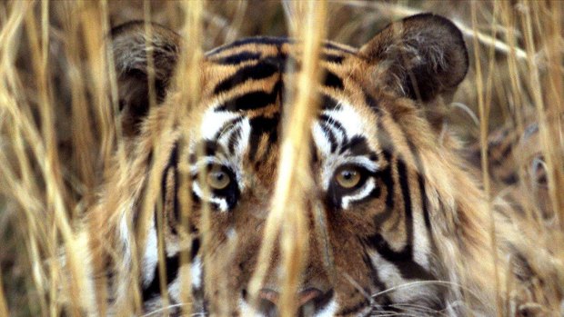 On the loose: A Bengal tiger similar to this one is on the loose in Tamil Nadu, and it has so far killed three people.
