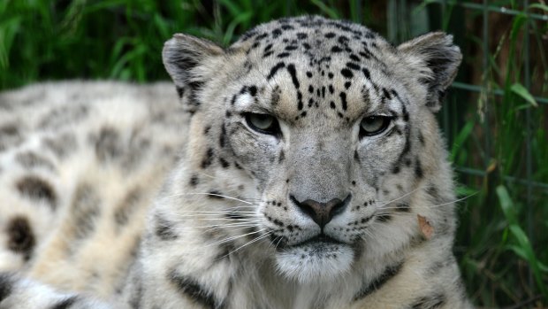 Snow Leopard 'Illyan' is a popular attraction at Mogo Zoo.