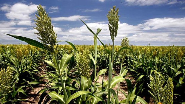Sorghum crops have been hard hit by heatwave conditions.