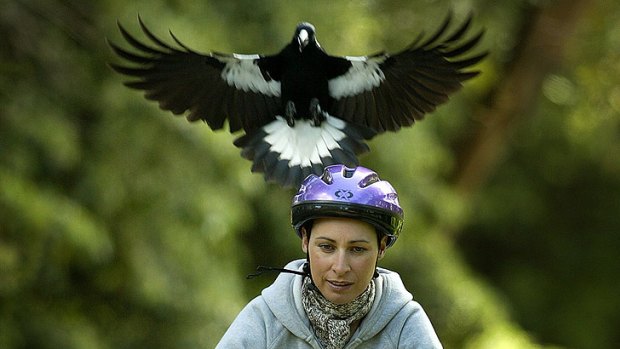 Swooping magpies are among the native animals responsible for the most complaints by Brisbane residents.