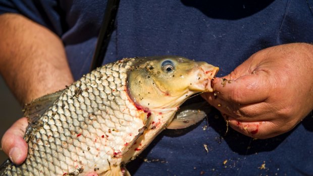 A carp caught in Lake Burley Griffin. 