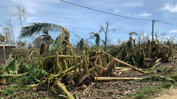Damaged crops in the wake of Cyclone Harold on the island of Santo in Vanuatu.