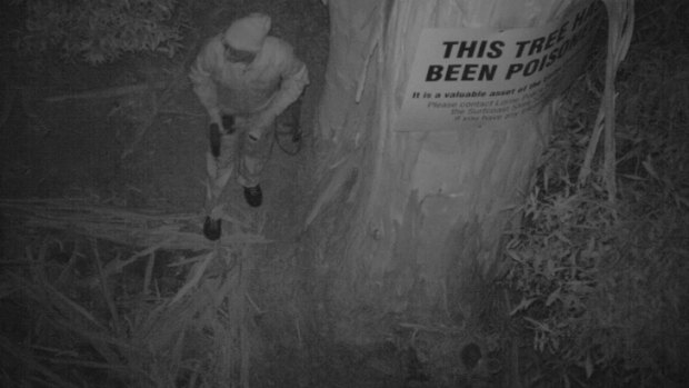 Tree-cam ... The man, drill in hand, checks that the coast is clear as he stands at the base of the gum tree in Lorne's Bay Street.