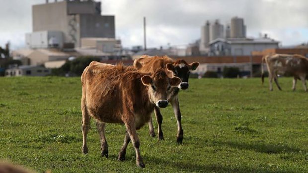 Cows in front of Warrnambool Butter & Cheese.