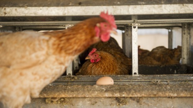 Chicken producer Inghams Group is preparing for its initial public offering. 