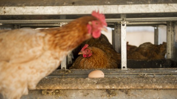 Inghams Poultry Could Be This Year's Biggest IPO As Private Equity Firm ...