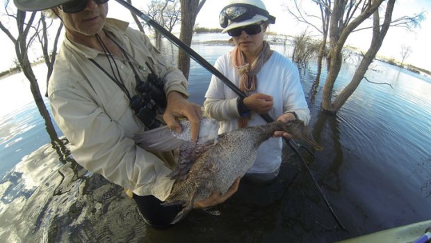 Rescuers from the Coalition Against Duck Shooting with a dead freckled duck   at Box Flat wetland a week after the March cull.