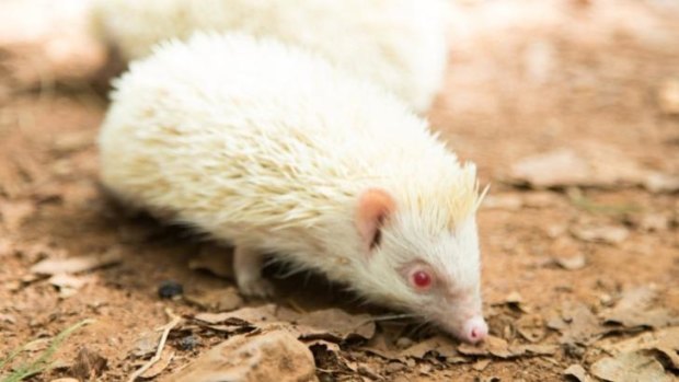 And this little critter is an albino hedgehog.
