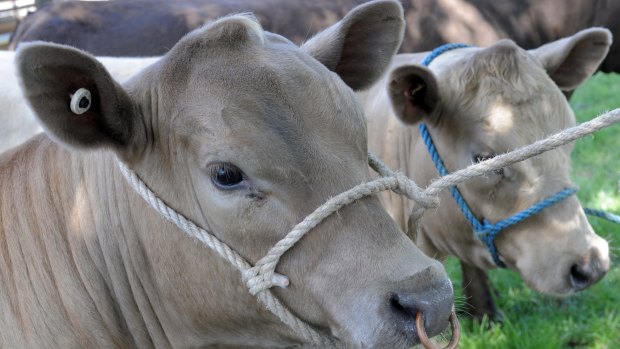 The Murray Grey cattle were shot by an RSPCA inspector, after complaints about starving animals.