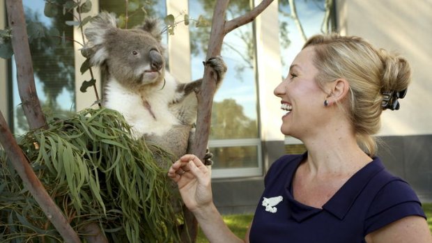 Not welcome &#8230; Winston the koala was brought to Parliament House in Canberra yesterday by the Greens senator Larissa Waters to raise awareness about declining numbers of his species. However, the animal was refused entry to the Parliament.