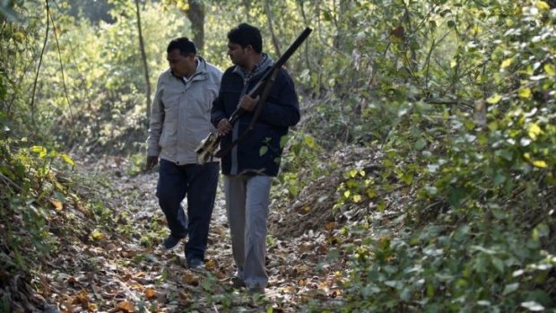 Tiger hunt: Indian forestry workers look for paw prints in the forest.