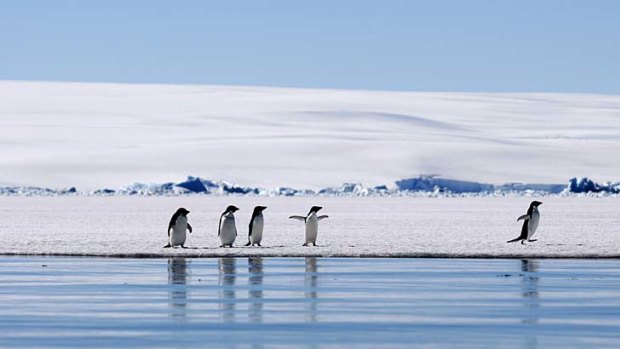 Support is growing to create marine reservations off Antarctica.
