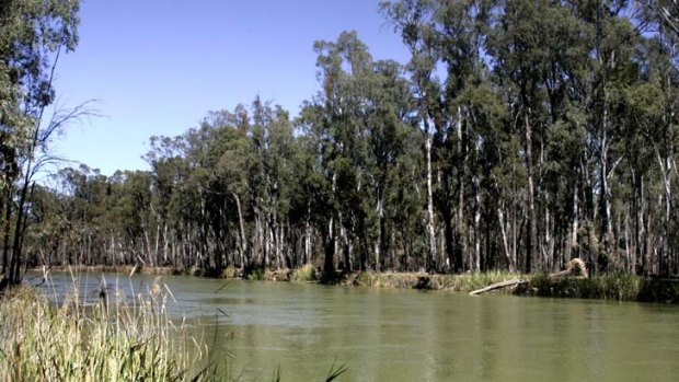 "An estimated 30 billion litres a day is required to sustain river red gum forests along the rivers, with a flood event every 3-4 years."