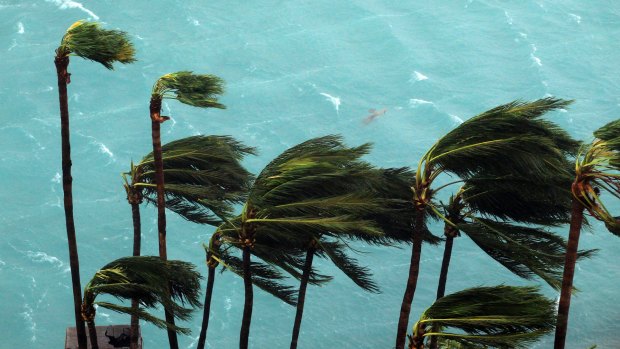 Wind brought by Hurricane Matthew blow palm trees on Paradise Island in Nassau, Bahamas.
