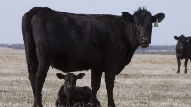Spreading ... <i>N. caninum</i> causes cattle to abort their first two or three calves.