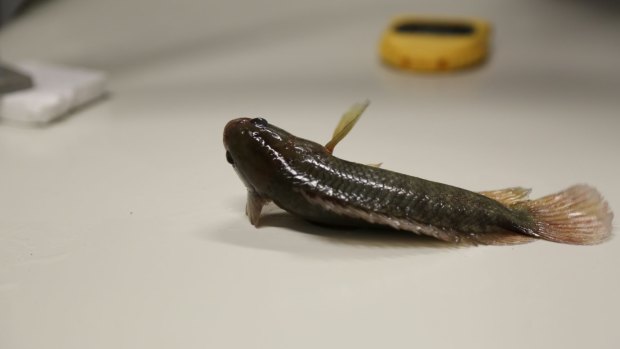  The climbing perch can live out of water for up to six days. 