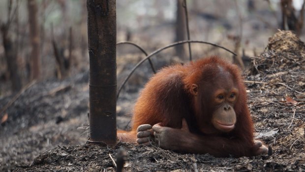 The orang-utan is one species endangered by deforestation.