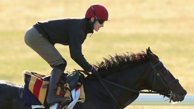 Adelaide has been sensationally backed to win the Cox Plate since arriving in Australia.