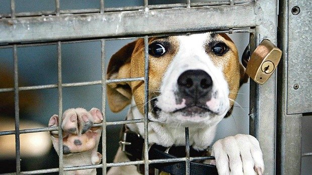 The majority of new Lost Dogs Home memberships are said to have come from the so-called no-kill movement, which opposes euthanasing unwanted animals.