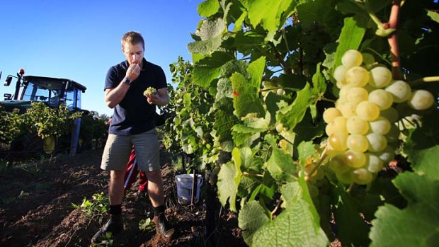 Sweet samples &#8230; Brokenwood winemaker Simon Steele tests the fruit among the grape pickers as they harvest at Pokolbin in the Hunter Valley.