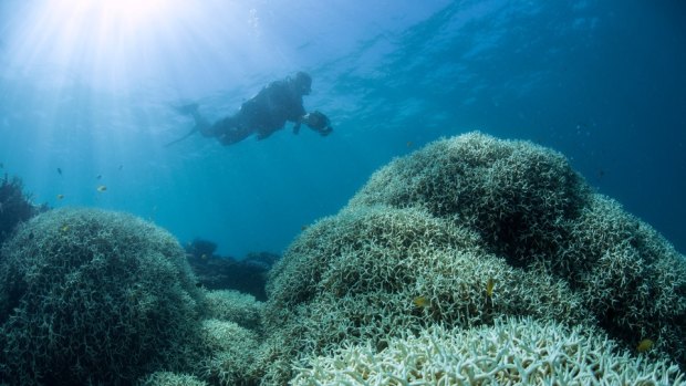 Up to 95 per cent of the northern half of the Great Barrier Reef has already been bleached due to warming oceans.